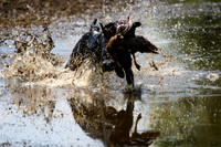 NEUSE RETRIEVER CLUB MAY 2019