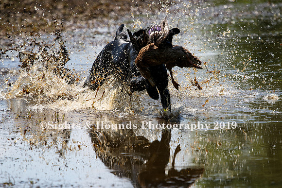 NEUSE RETRIEVER CLUB MAY 2019