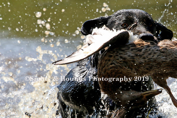 NEUSE RETRIEVER CLUB MAY 2019