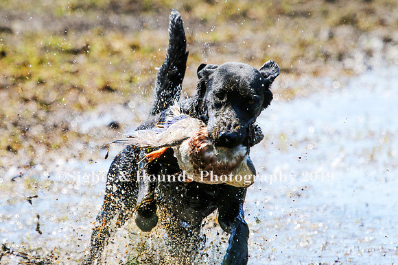 NEUSE RETRIEVER CLUB MAY 2019