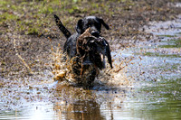 NEUSE RETRIEVER CLUB MAY 2019