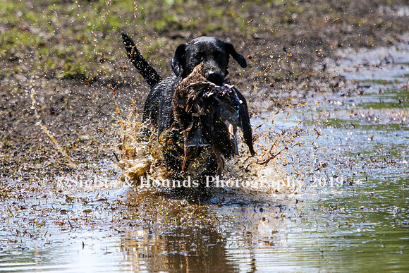 NEUSE RETRIEVER CLUB MAY 2019