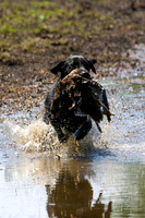 NEUSE RETRIEVER CLUB MAY 2019