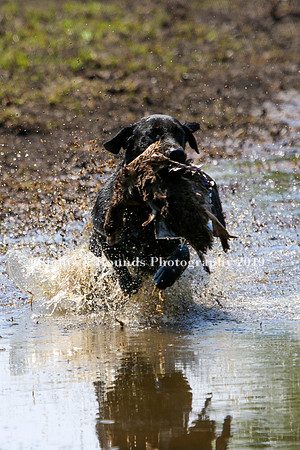NEUSE RETRIEVER CLUB MAY 2019