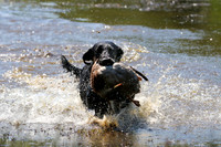NEUSE RETRIEVER CLUB MAY 2019