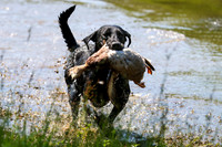 NEUSE RETRIEVER CLUB MAY 2019