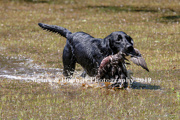 NEUSE RETRIEVER CLUB MAY 2019