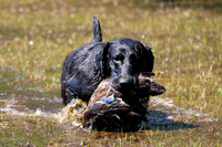 NEUSE RETRIEVER CLUB MAY 2019