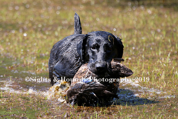 NEUSE RETRIEVER CLUB MAY 2019