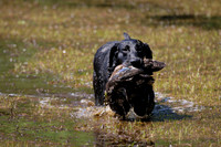 NEUSE RETRIEVER CLUB MAY 2019