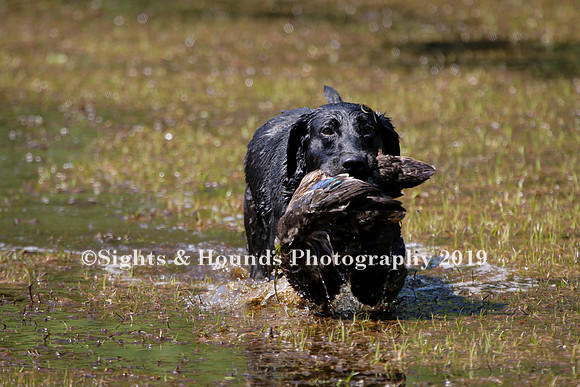NEUSE RETRIEVER CLUB MAY 2019