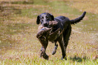NEUSE RETRIEVER CLUB MAY 2019