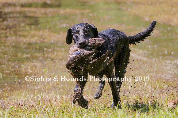 NEUSE RETRIEVER CLUB MAY 2019