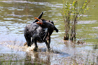 NEUSE RETRIEVER CLUB MAY 2019