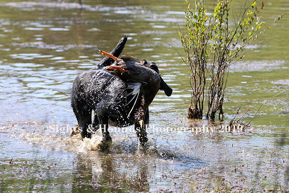 NEUSE RETRIEVER CLUB MAY 2019