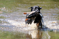 NEUSE RETRIEVER CLUB MAY 2019