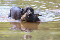 NEUSE RETRIEVER CLUB MAY 2019