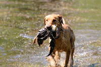 NEUSE RETRIEVER CLUB MAY 2019