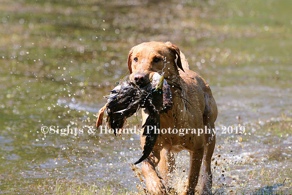 NEUSE RETRIEVER CLUB MAY 2019