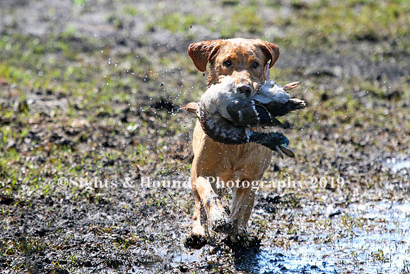 NEUSE RETRIEVER CLUB MAY 2019