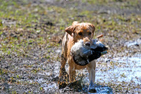 NEUSE RETRIEVER CLUB MAY 2019