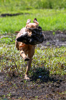 NEUSE RETRIEVER CLUB MAY 2019