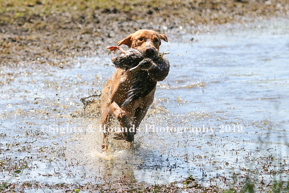 NEUSE RETRIEVER CLUB MAY 2019