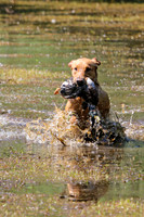 NEUSE RETRIEVER CLUB MAY 2019