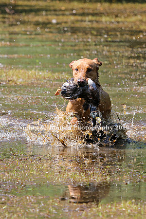 NEUSE RETRIEVER CLUB MAY 2019