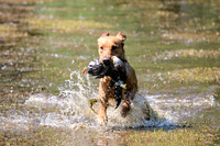 NEUSE RETRIEVER CLUB MAY 2019