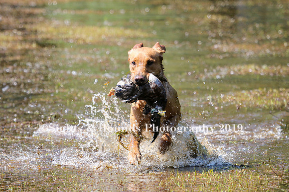 NEUSE RETRIEVER CLUB MAY 2019