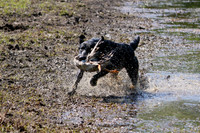 NEUSE RETRIEVER CLUB MAY 2019