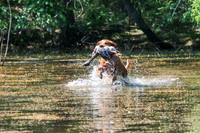 NEUSE RETRIEVER CLUB MAY 2019