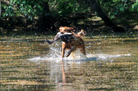 NEUSE RETRIEVER CLUB MAY 2019