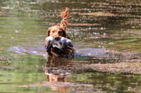 NEUSE RETRIEVER CLUB MAY 2019