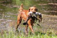 NEUSE RETRIEVER CLUB MAY 2019