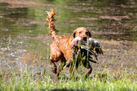 NEUSE RETRIEVER CLUB MAY 2019