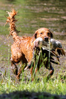 NEUSE RETRIEVER CLUB MAY 2019