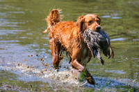 NEUSE RETRIEVER CLUB MAY 2019