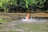NEUSE RETRIEVER CLUB MAY 2019