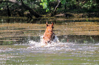 NEUSE RETRIEVER CLUB MAY 2019