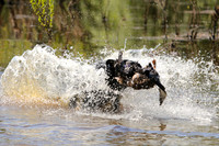 NEUSE RETRIEVER CLUB MAY 2019