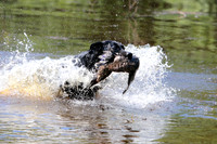 NEUSE RETRIEVER CLUB MAY 2019