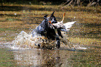 NEUSE RETRIEVER CLUB MAY 2019