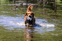 NEUSE RETRIEVER CLUB MAY 2019