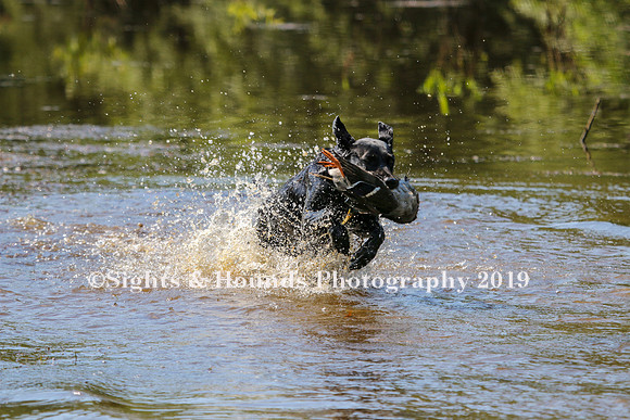 NEUSE RETRIEVER CLUB MAY 2019