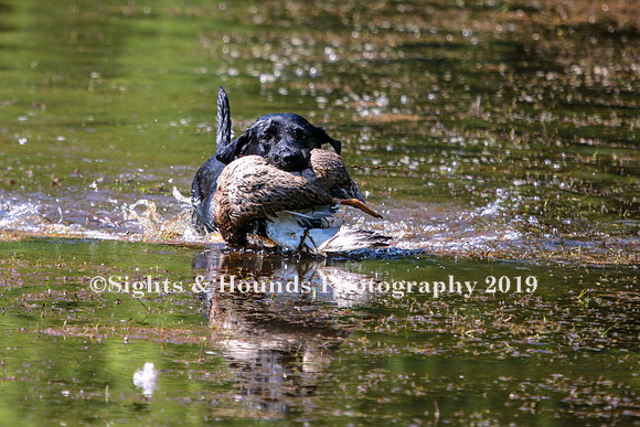 NEUSE RETRIEVER CLUB MAY 2019