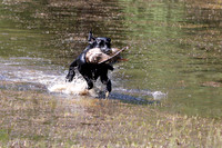NEUSE RETRIEVER CLUB MAY 2019