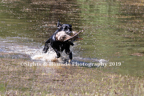 NEUSE RETRIEVER CLUB MAY 2019