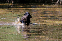 NEUSE RETRIEVER CLUB MAY 2019